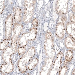 Napsin A Antibody (CL12954) - Azide and BSA Free, Novus Biologicals 100