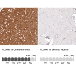 NCAM-1/CD56 Antibody (CL12732) - Azide and BSA Free, Novus Biologicals