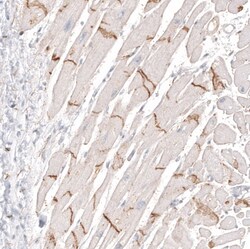 NCAM-1/CD56 Antibody (CL12732) - Azide and BSA Free, Novus Biologicals