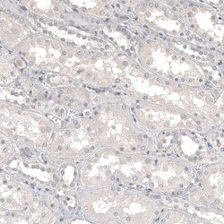 CD99 Antibody (CL12929) - Azide and BSA Free, Novus Biologicals 100 ul;