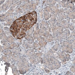 CD99 Antibody (CL12929) - Azide and BSA Free, Novus Biologicals 100 ul;