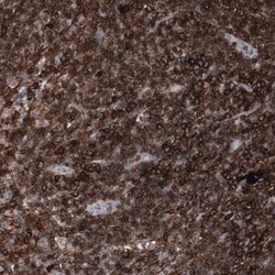 CD44 Antibody (CL13328) - Azide and BSA Free, Novus Biologicals 100 ul;