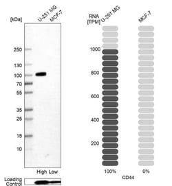 CD44 Antibody (CL13328) - Azide and BSA Free, Novus Biologicals 100 ul;
