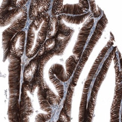 CD44 Antibody (CL13328) - Azide and BSA Free, Novus Biologicals 100 ul;