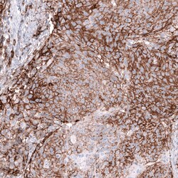 CD44 Antibody (CL13324) - Azide and BSA Free, Novus Biologicals 100 ul;
