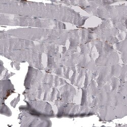 CD44 Antibody (CL13324) - Azide and BSA Free, Novus Biologicals 100 ul;