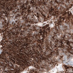 CD44 Antibody (CL13324) - Azide and BSA Free, Novus Biologicals 100 ul;