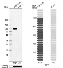 CD44 Antibody (CL13324) - Azide and BSA Free, Novus Biologicals 100 ul;