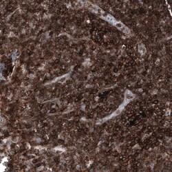 CD44 Antibody (CL13324) - Azide and BSA Free, Novus Biologicals 100 ul;
