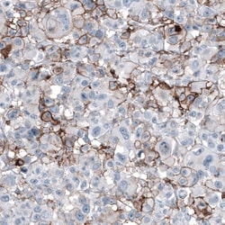 CD44 Antibody (CL13319) - Azide and BSA Free, Novus Biologicals 100 &mu;L | Buy Online | Novus Biologicals | Fisher Scientific