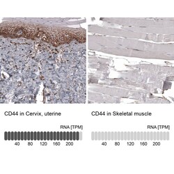 CD44 Antibody (CL13318) - Azide and BSA Free, Novus Biologicals 100 ul;