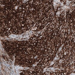 CD44 Antibody (CL13318) - Azide and BSA Free, Novus Biologicals 100 ul;