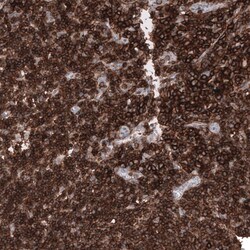 CD44 Antibody (CL13318) - Azide and BSA Free, Novus Biologicals 100 ul;
