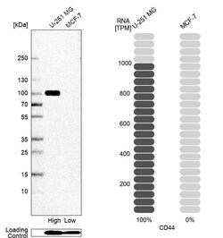 CD44 Antibody (CL13318) - Azide and BSA Free, Novus Biologicals 100 ul;