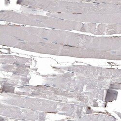 CD44 Antibody (CL13318) - Azide and BSA Free, Novus Biologicals 100 ul;