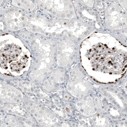 WT1 Antibody (CL13170) - Azide and BSA Free, Novus Biologicals 100 ul;