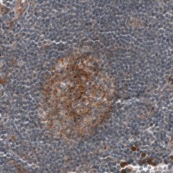 CD30/TNFRSF8 Antibody (CL12632) - Azide and BSA Free, Novus Biologicals