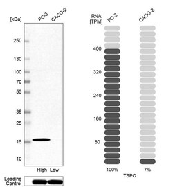 PBR Antibody (CL13358) - Azide and BSA Free, Novus Biologicals 100 ul;