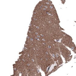 L1CAM Antibody (CL12988) - Azide and BSA Free, Novus Biologicals 100 ul;