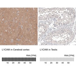 L1CAM Antibody (CL12984) - Azide and BSA Free, Novus Biologicals 100 ul;
