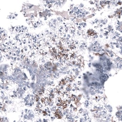 L1CAM Antibody (CL12984) - Azide and BSA Free, Novus Biologicals 100 ul;