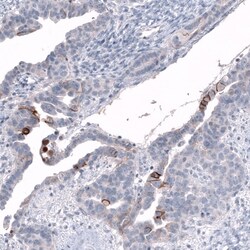 L1CAM Antibody (CL12984) - Azide and BSA Free, Novus Biologicals 100 ul;