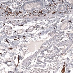 L1CAM Antibody (CL12984) - Azide and BSA Free, Novus Biologicals 100 ul;