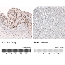 FOXL2 Antibody (CL12753) - Azide and BSA Free, Novus Biologicals 100 ul;