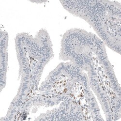 FOXL2 Antibody (CL12753) - Azide and BSA Free, Novus Biologicals 100 ul;