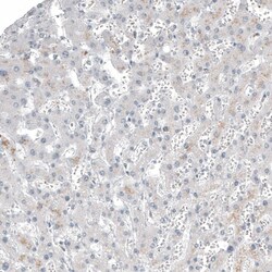 FOXL2 Antibody (CL12753) - Azide and BSA Free, Novus Biologicals 100 ul;