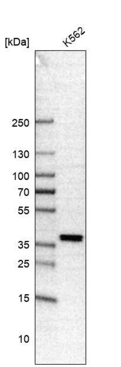 FOXL2 Antibody (CL12753) - Azide and BSA Free, Novus Biologicals 100 ul;