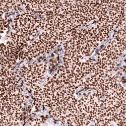 FOXL2 Antibody (CL12753) - Azide and BSA Free, Novus Biologicals 100 ul;