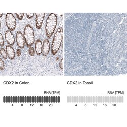 CDX2 Antibody (CL12967) - Azide and BSA Free, Novus Biologicals 100 ul;