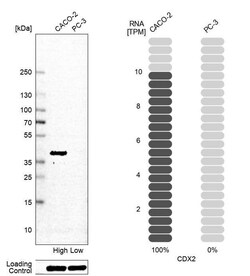 CDX2 Antibody (CL12967) - Azide and BSA Free, Novus Biologicals 100 ul;