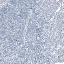 CDX2 Antibody (CL12967) - Azide and BSA Free, Novus Biologicals 100 ul;