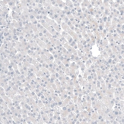 CDX2 Antibody (CL12967) - Azide and BSA Free, Novus Biologicals 100 ul;