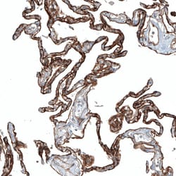 Integrin alpha 3/CD49c Antibody (CL6937) - Azide and BSA Free, Novus Biologicals