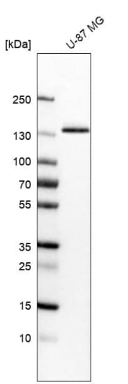 Integrin alpha 3/CD49c Antibody (CL6937) - Azide and BSA Free, Novus Biologicals