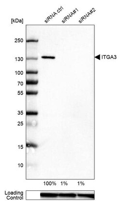 Integrin alpha 3/CD49c Antibody (CL6937) - Azide and BSA Free, Novus Biologicals
