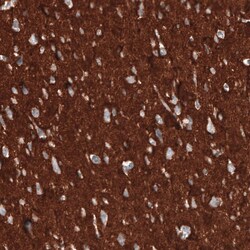 CD47 Antibody (CL6913) - Azide and BSA Free, Novus Biologicals 100 &mu;L | Buy Online | Novus Biologicals | Fisher Scientific