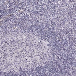 Laminin S/Laminin beta 2 Antibody (CL2979) - Azide and BSA Free, Novus