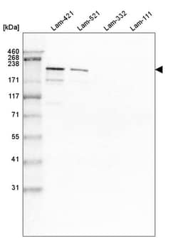 Laminin S/Laminin beta 2 Antibody (CL2979) - Azide and BSA Free, Novus