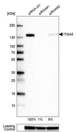 Integrin alpha 5/CD49e Antibody (CL6940) - Azide and BSA Free, Novus Biologicals