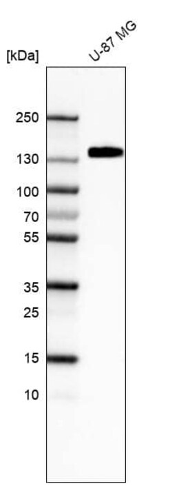 Integrin alpha 5/CD49e Antibody (CL6940) - Azide and BSA Free, Novus Biologicals