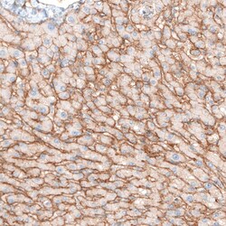 Integrin alpha 5/CD49e Antibody (CL6945) - Azide and BSA Free, Novus Biologicals