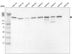 Laminin gamma 1 Antibody (CL3195) - Azide and BSA Free, Novus Biologicals