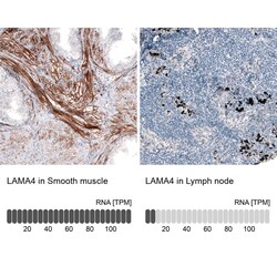 Laminin alpha 4 Antibody (CL3185) - Azide and BSA Free, Novus Biologicals