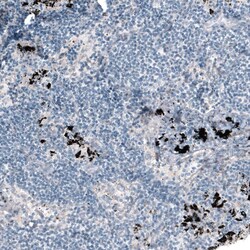 Laminin alpha 4 Antibody (CL3185) - Azide and BSA Free, Novus Biologicals