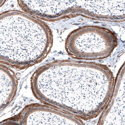 Laminin alpha 4 Antibody (CL3185) - Azide and BSA Free, Novus Biologicals