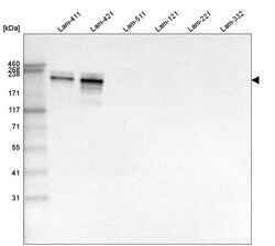 Laminin alpha 4 Antibody (CL3185) - Azide and BSA Free, Novus Biologicals